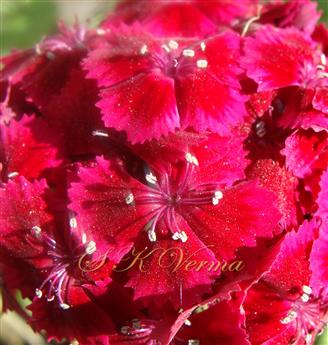 Stamens